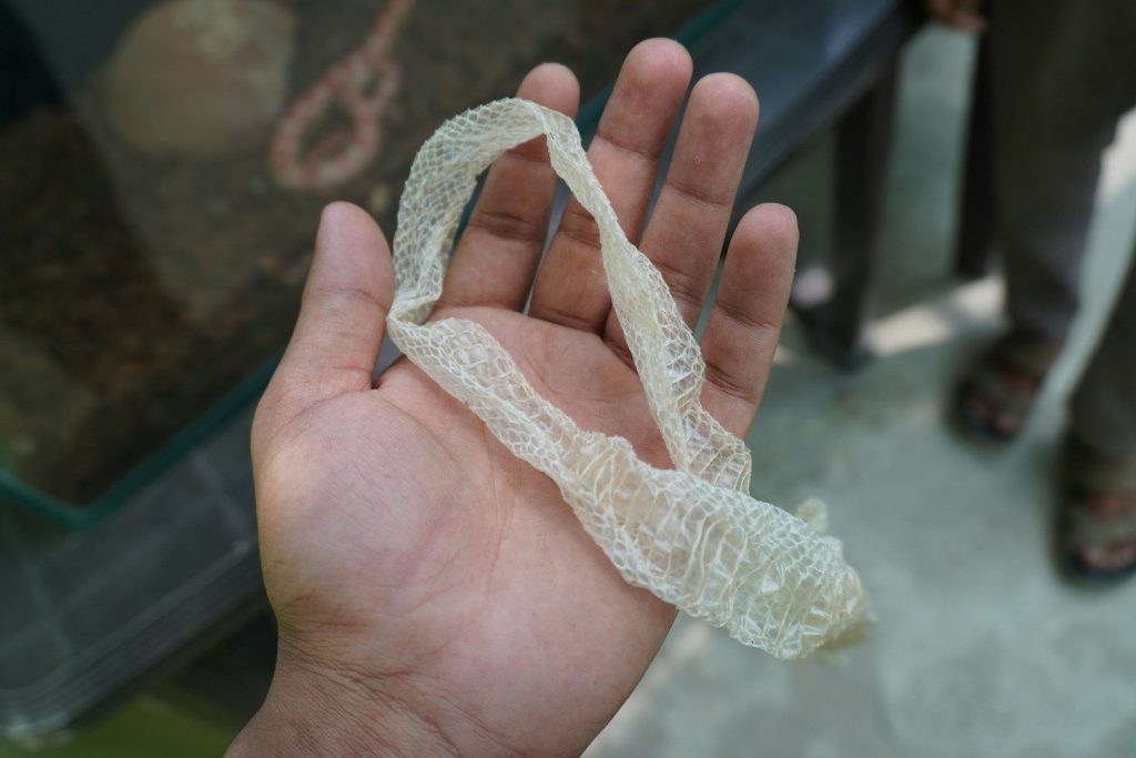Hand holding a shed snakeskin