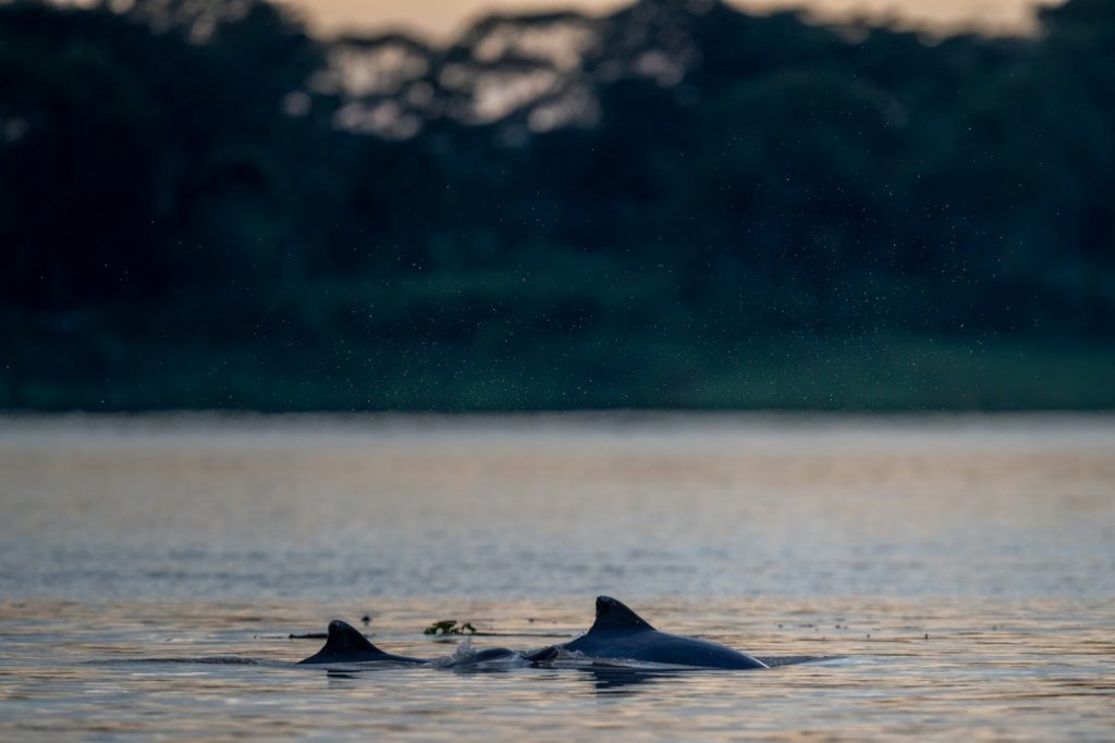 Two dolphins swimming in a calm river at dusk.