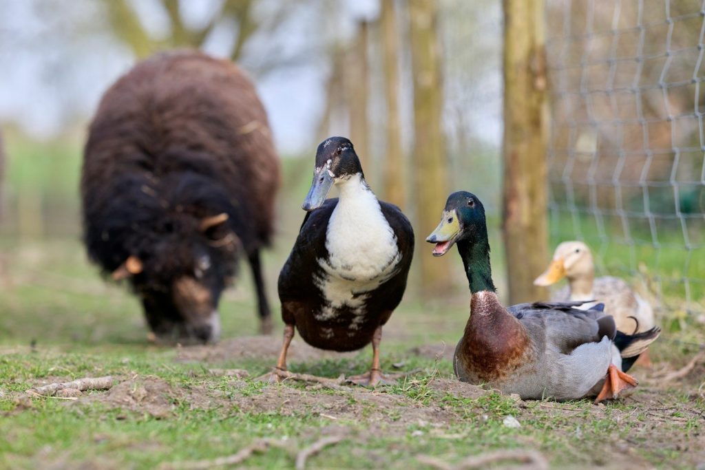 Ducks and sheep in a grassy enclosure