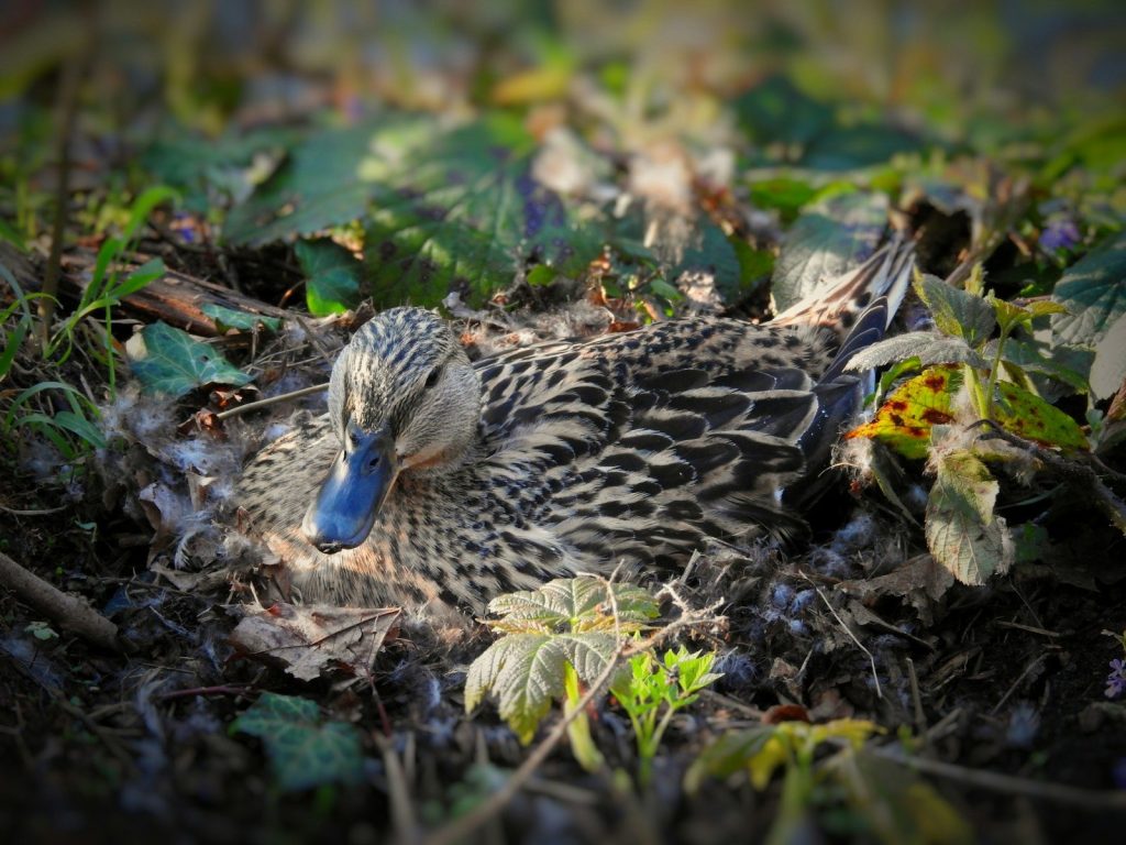 A duck is resting amidst the foliage.