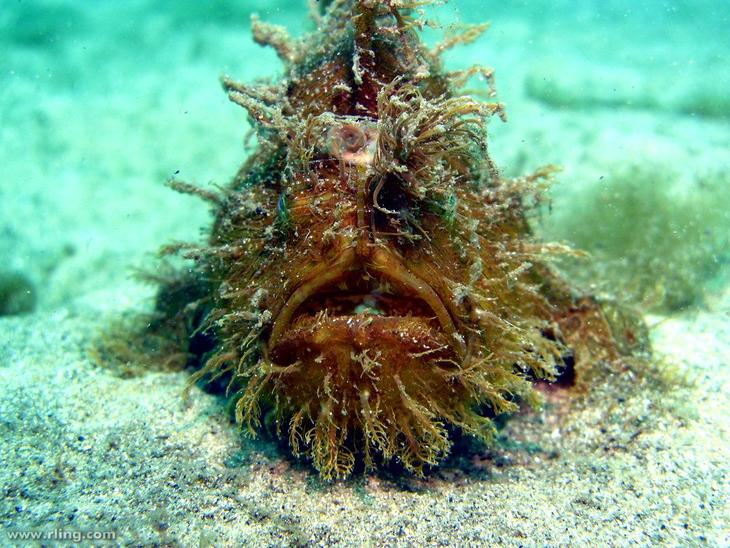 Anglerfish