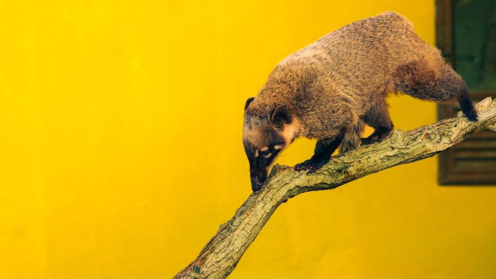 A coati walks on a tree branch