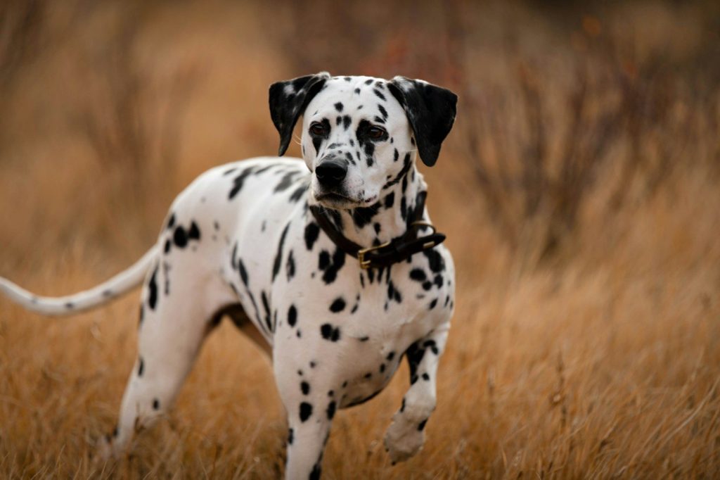 a dalmatian dog standing in a field of tall grass
