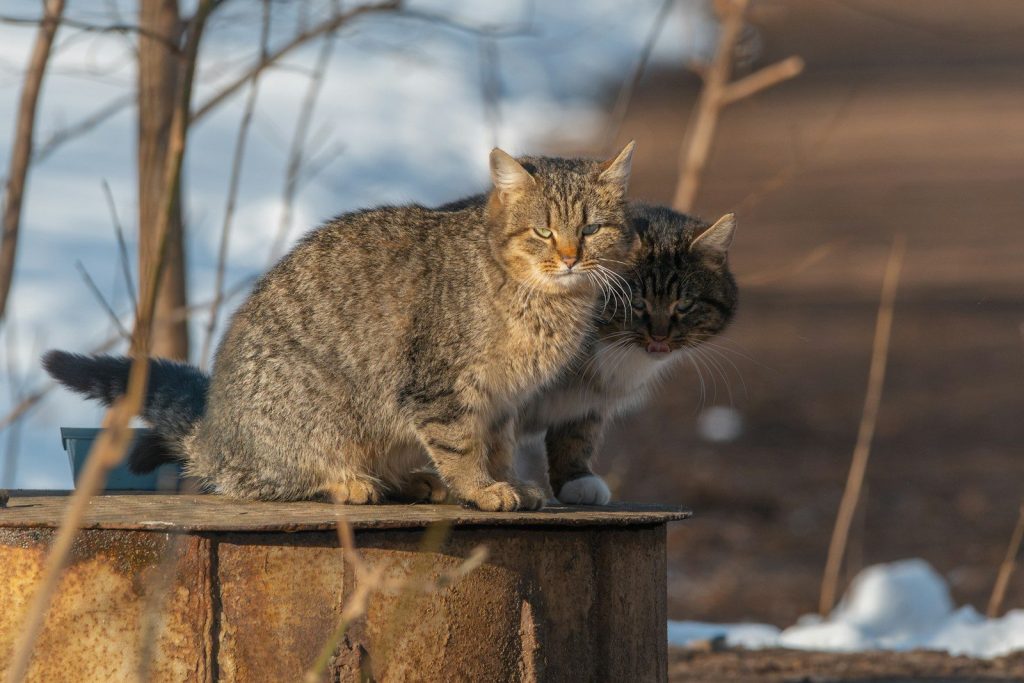 Two cats huddle together on a rusty surface.