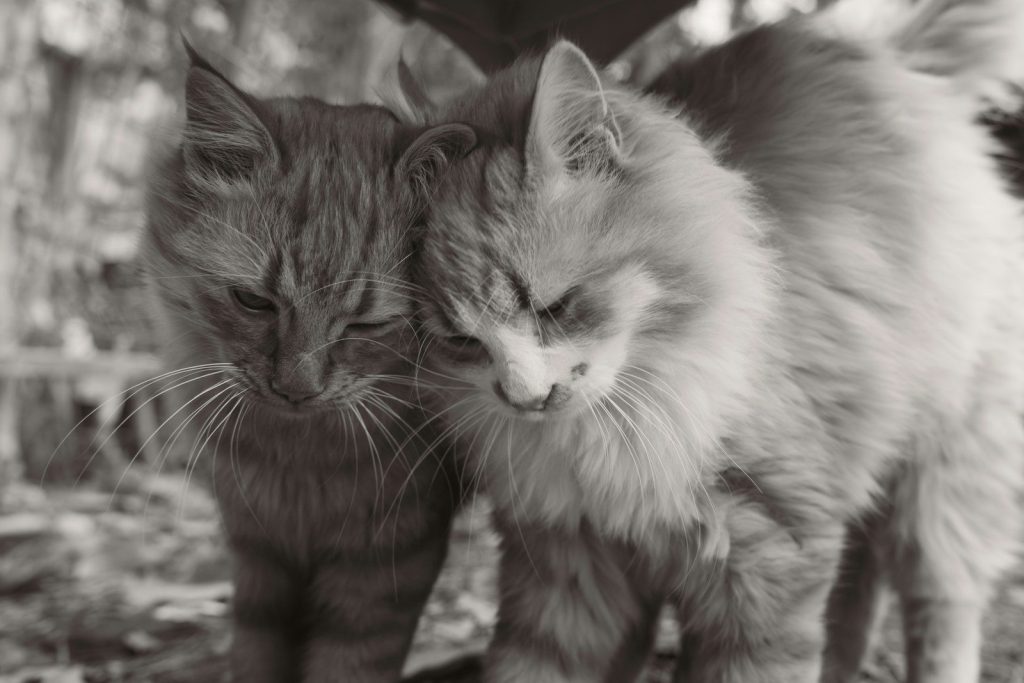A couple of cats standing next to each other