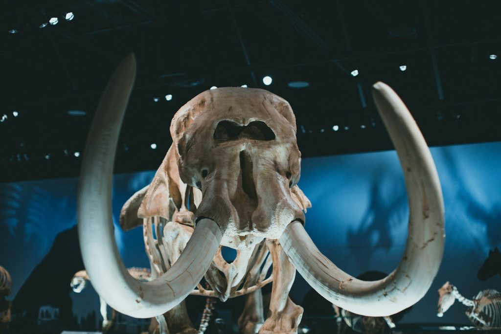 a mammoth skull is displayed in a museum