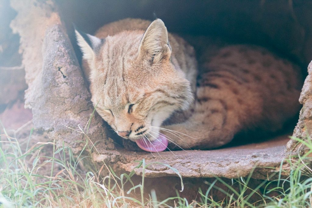 a cat is laying down in a hole