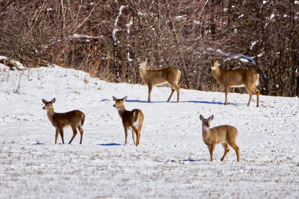 a herd of deer standing on top of a snow covered field