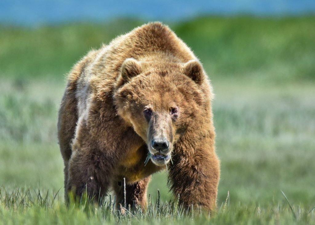 A large brown bear walks through a grassy field.