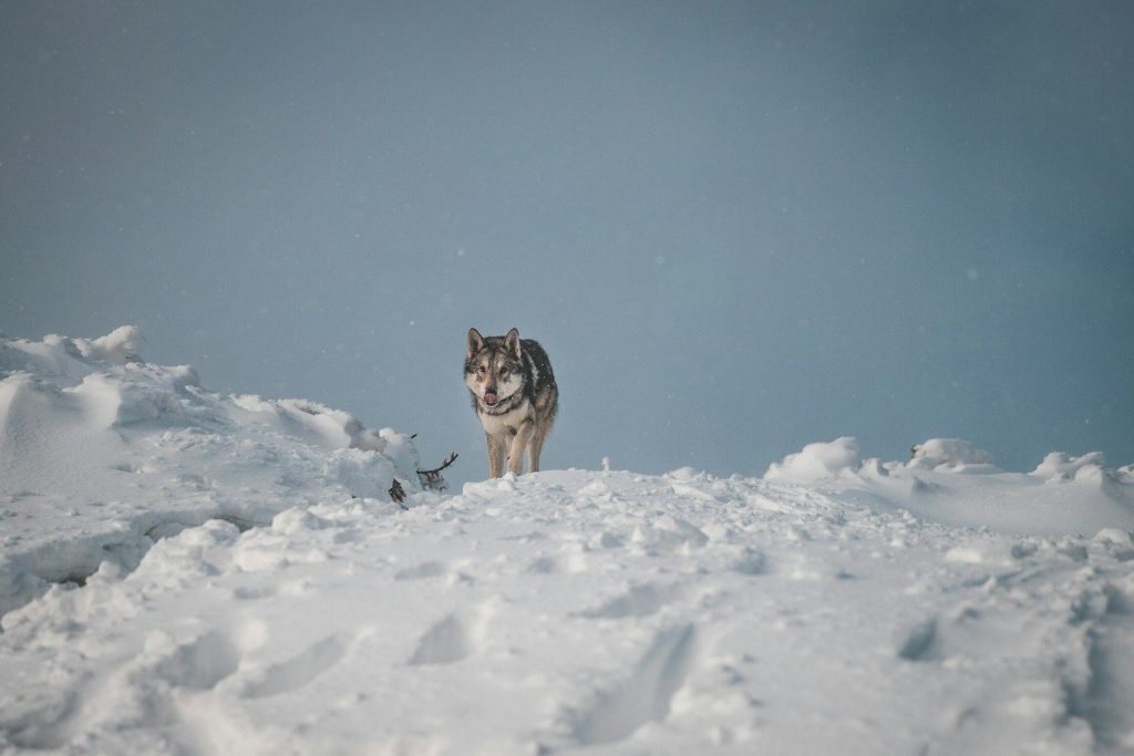 a dog standing in snow