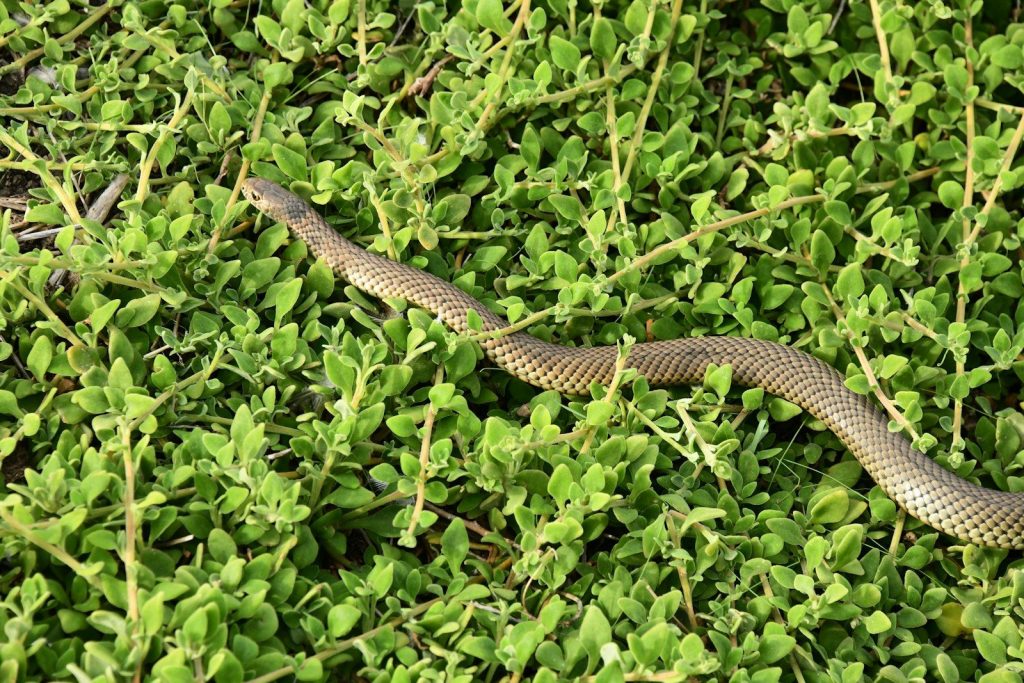 A snake is slithering through green foliage.