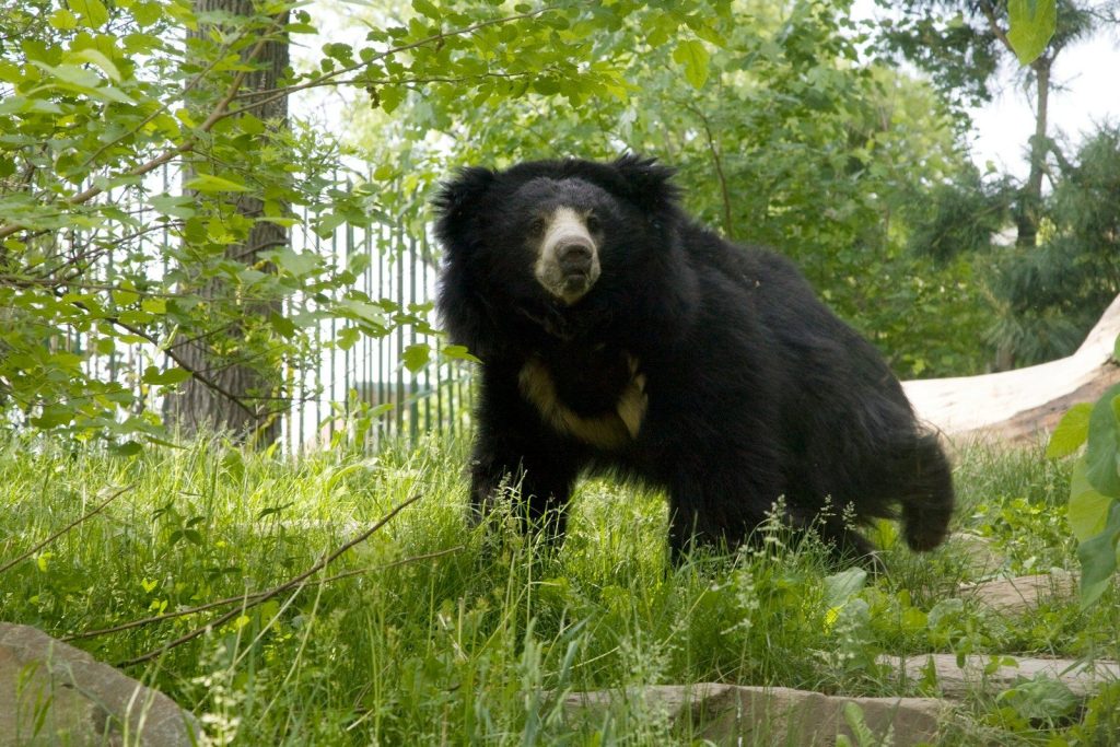 A sloth bear stands amidst green foliage.