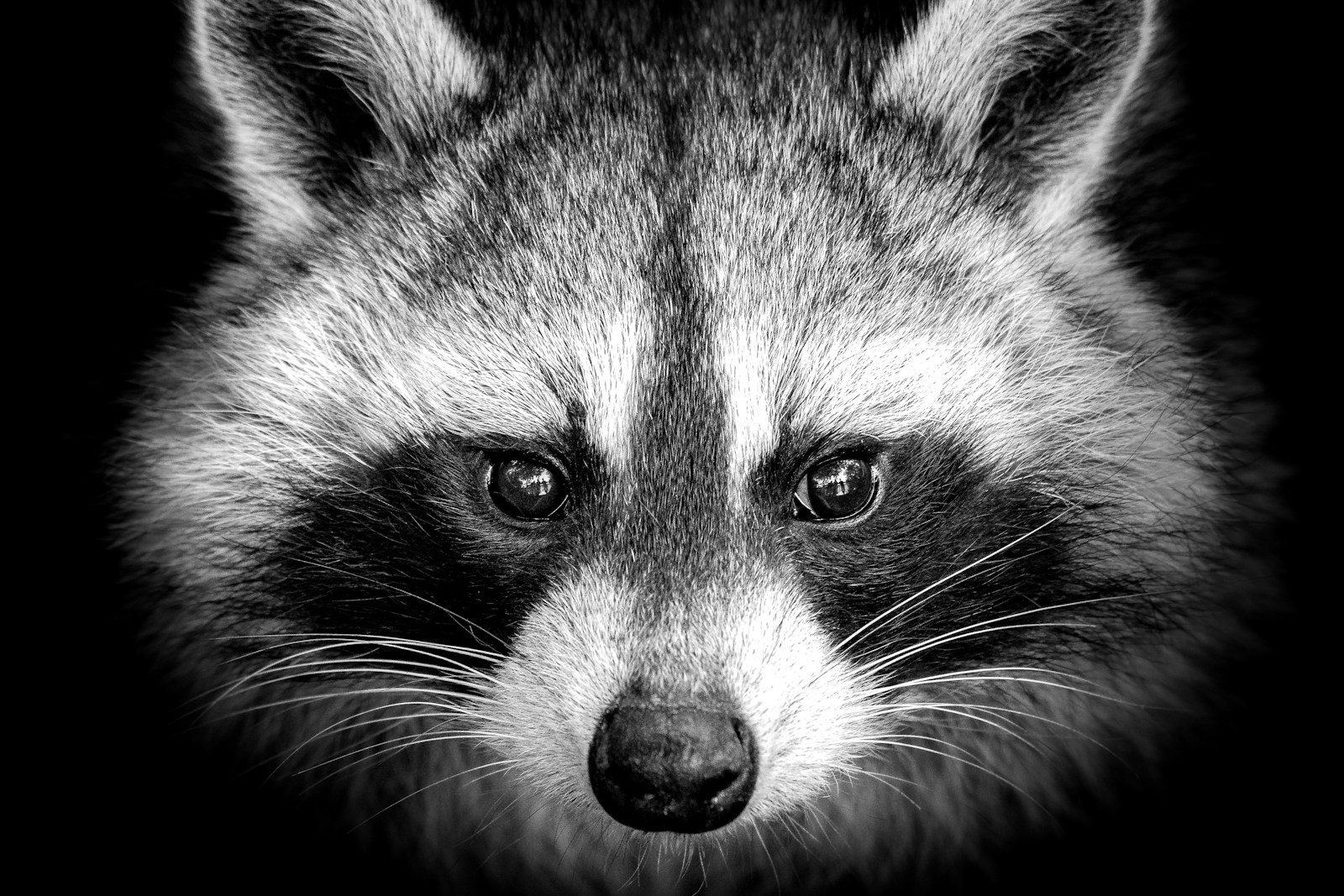 raccoon illustration