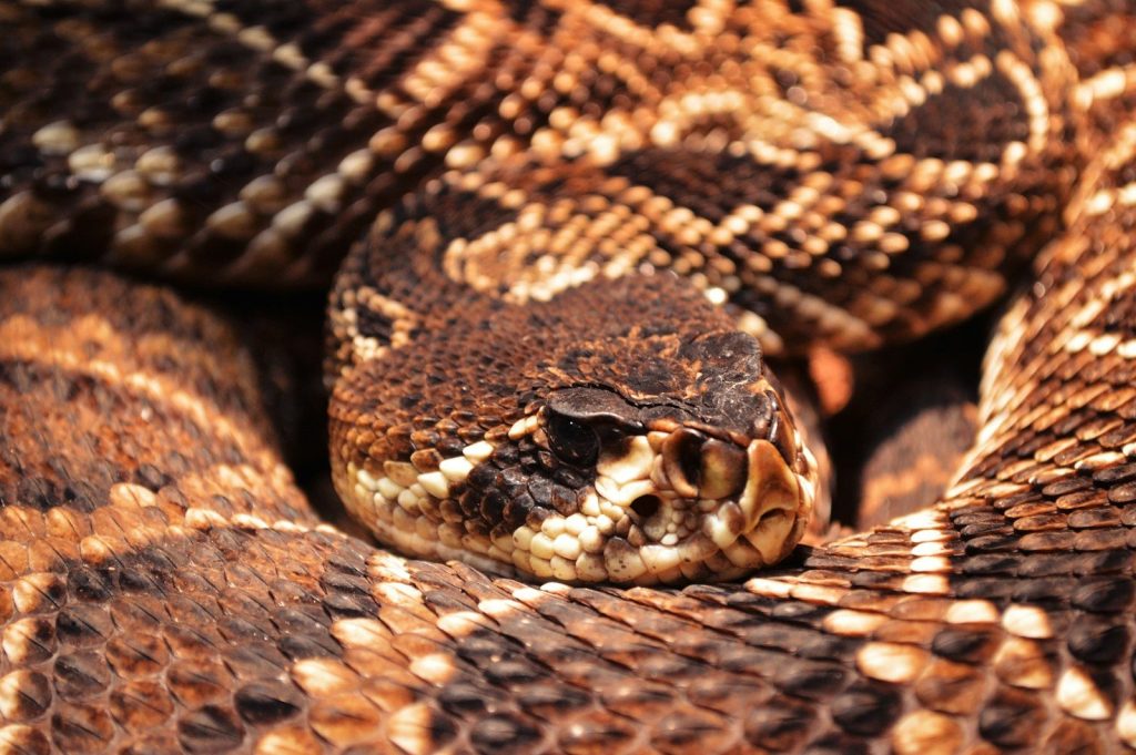 black and white snake skin