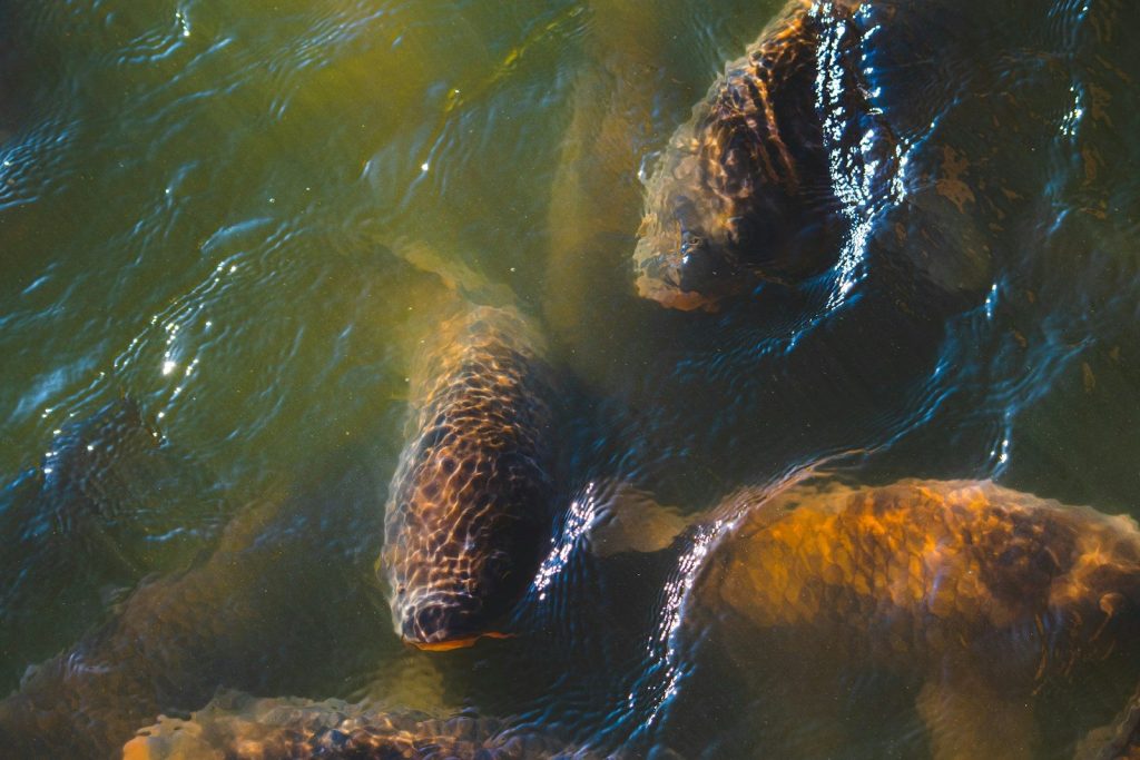 a seal swimming in water