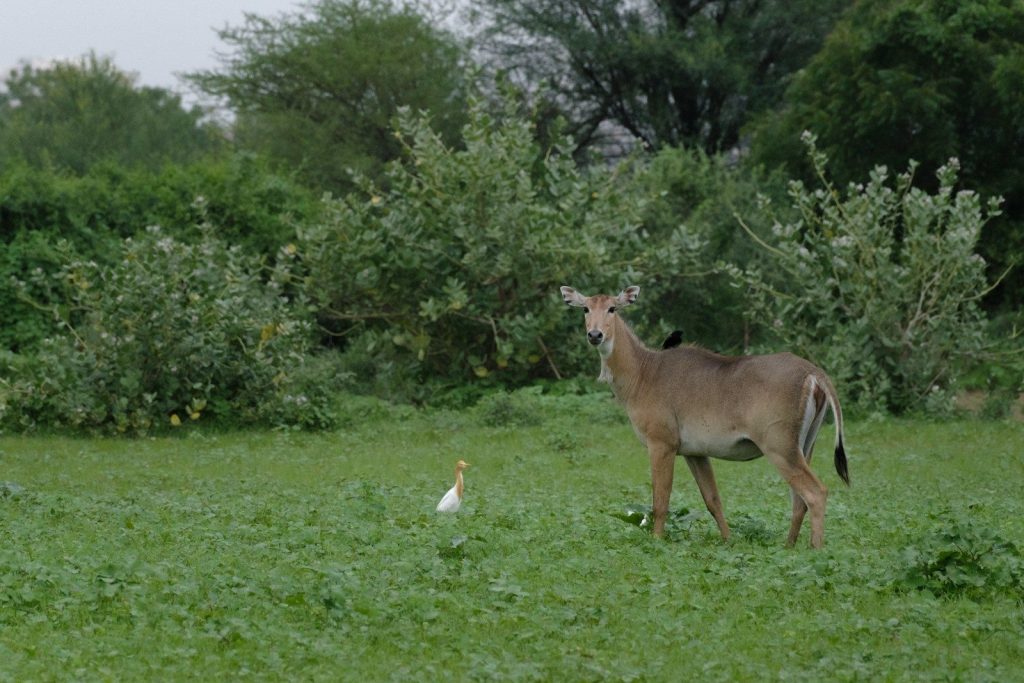a gazelle and a duck in a grassy field