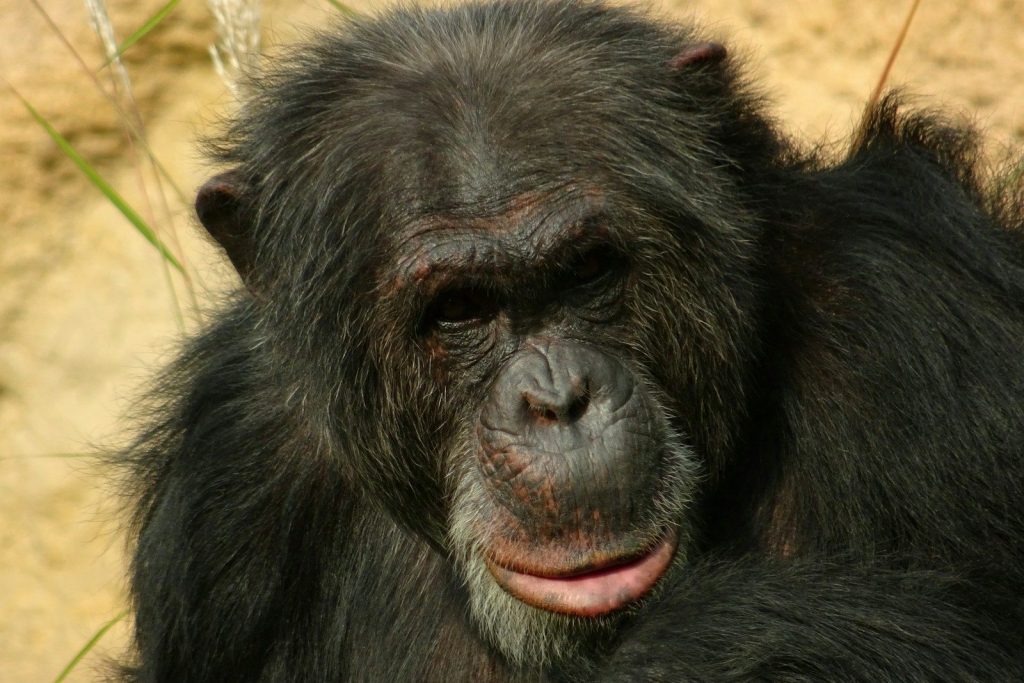 a close up of a chimpan face with a dirt ground in the background