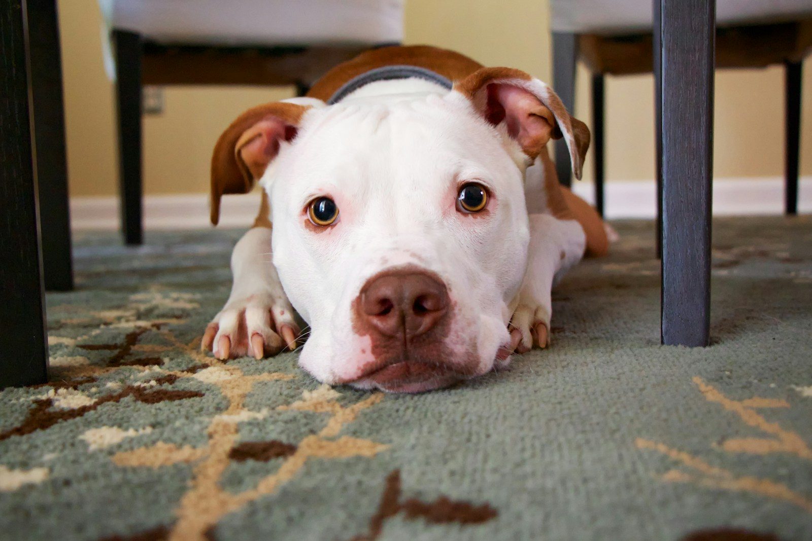 Quiet Signs Your Dog Is Actually Afraid