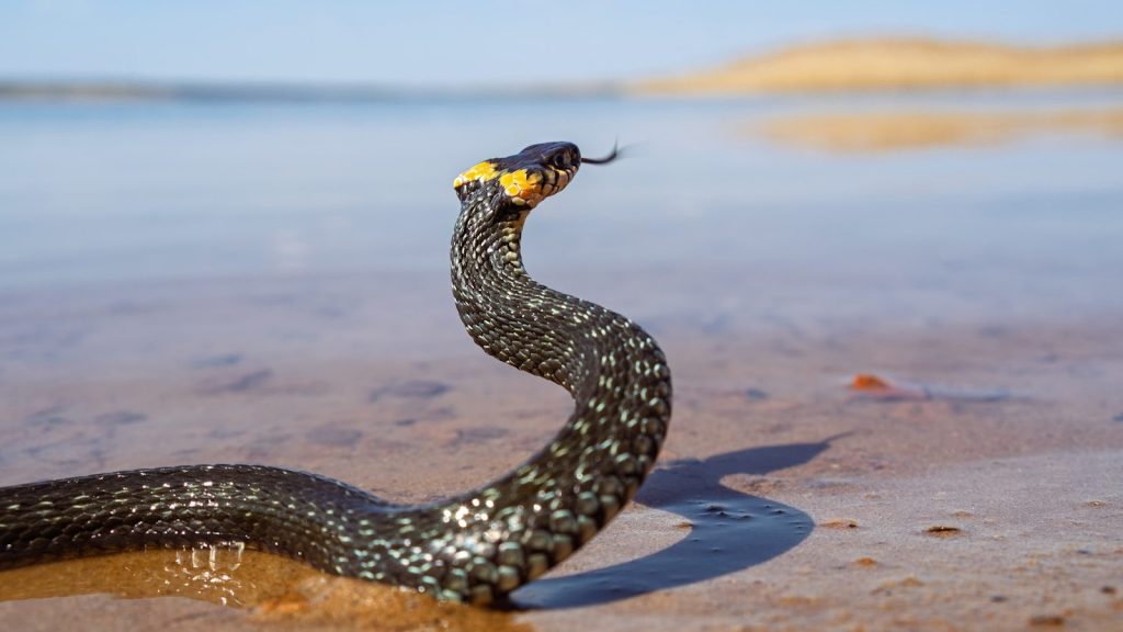 A grass snake with its tongue flicking near water