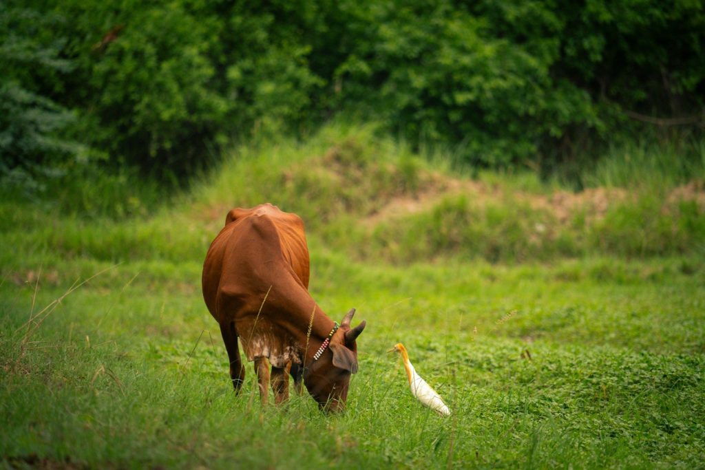 A cow grazes beside a bird in a meadow.