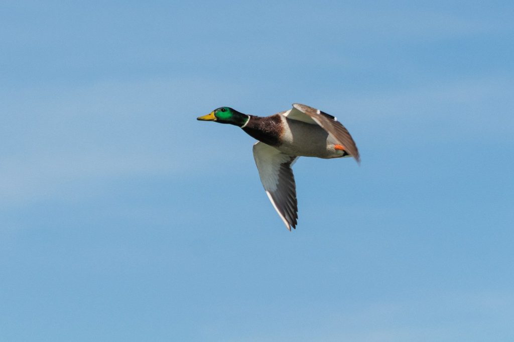 mallard duck up in the sky
