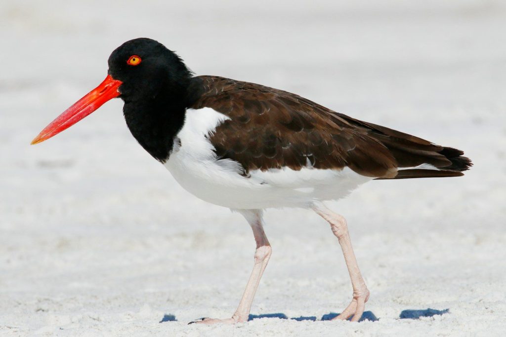 An american oystercatcher stands on a sandy beach.