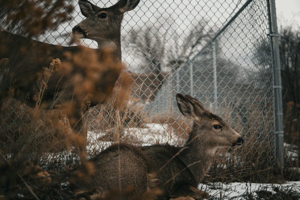 a couple of deer standing next to a fence