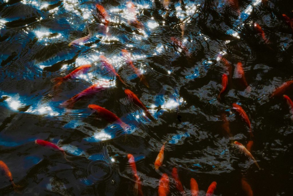 A group of fish swimming in a pond