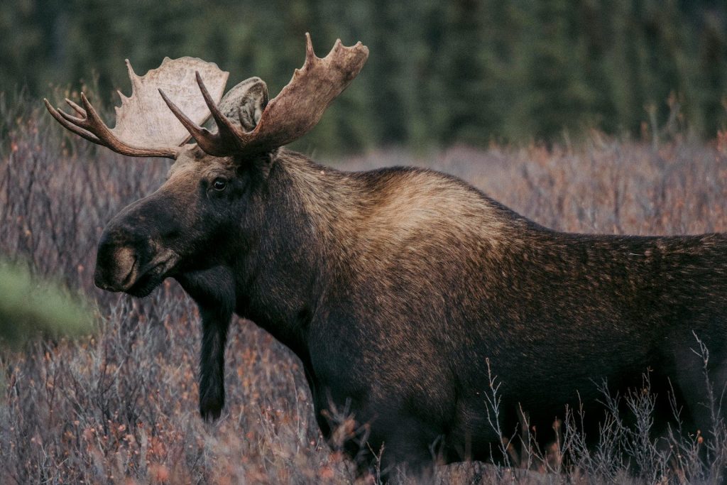 a moose with large antlers standing in a field