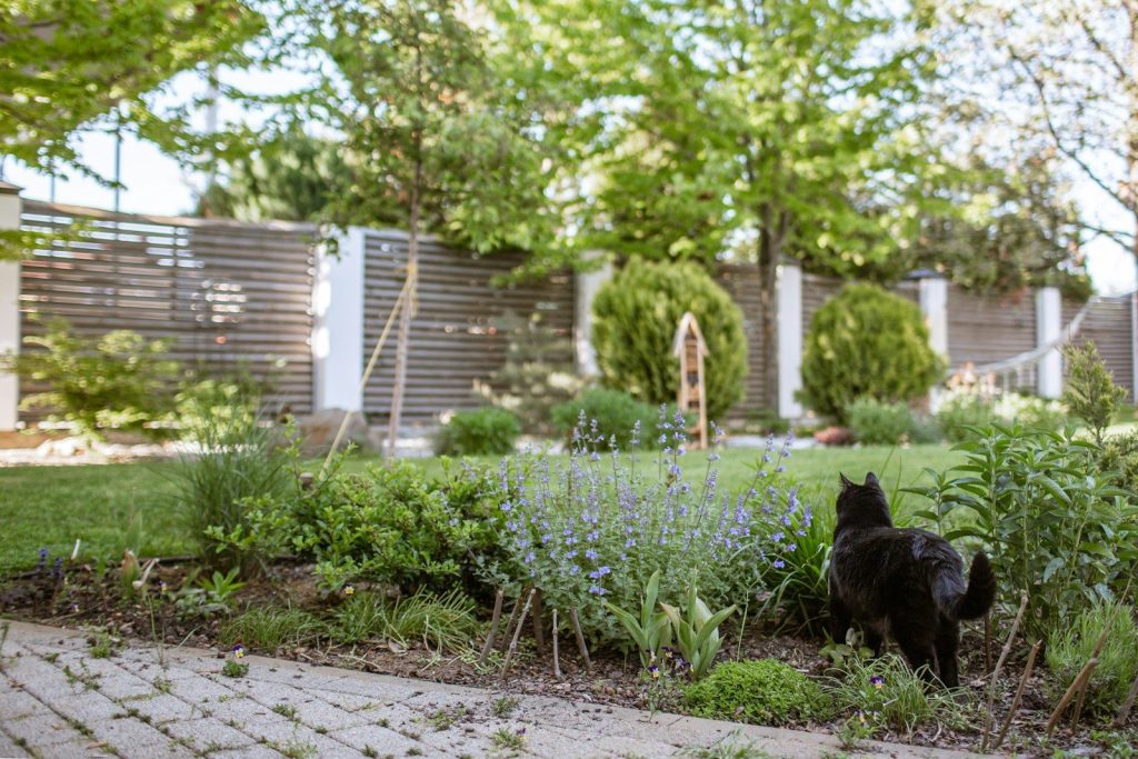 A black cat walks through a lush garden.
