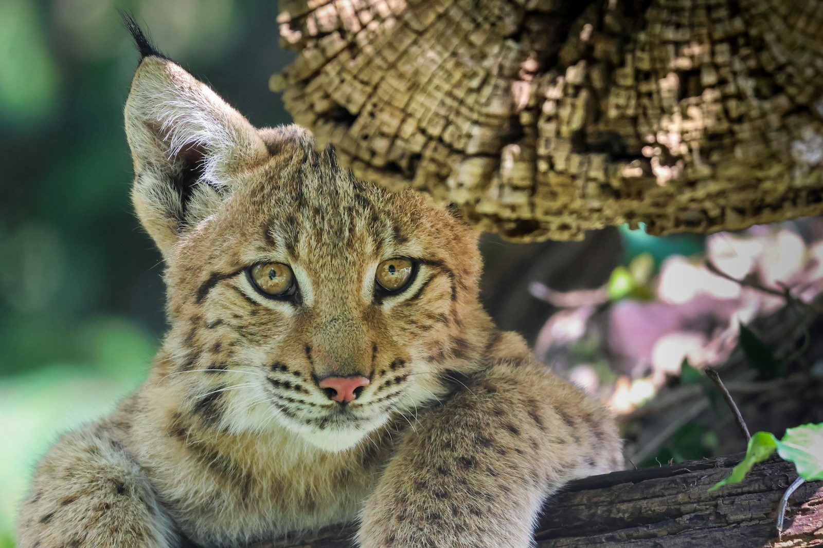 A young lynx rests near a tree trunk.