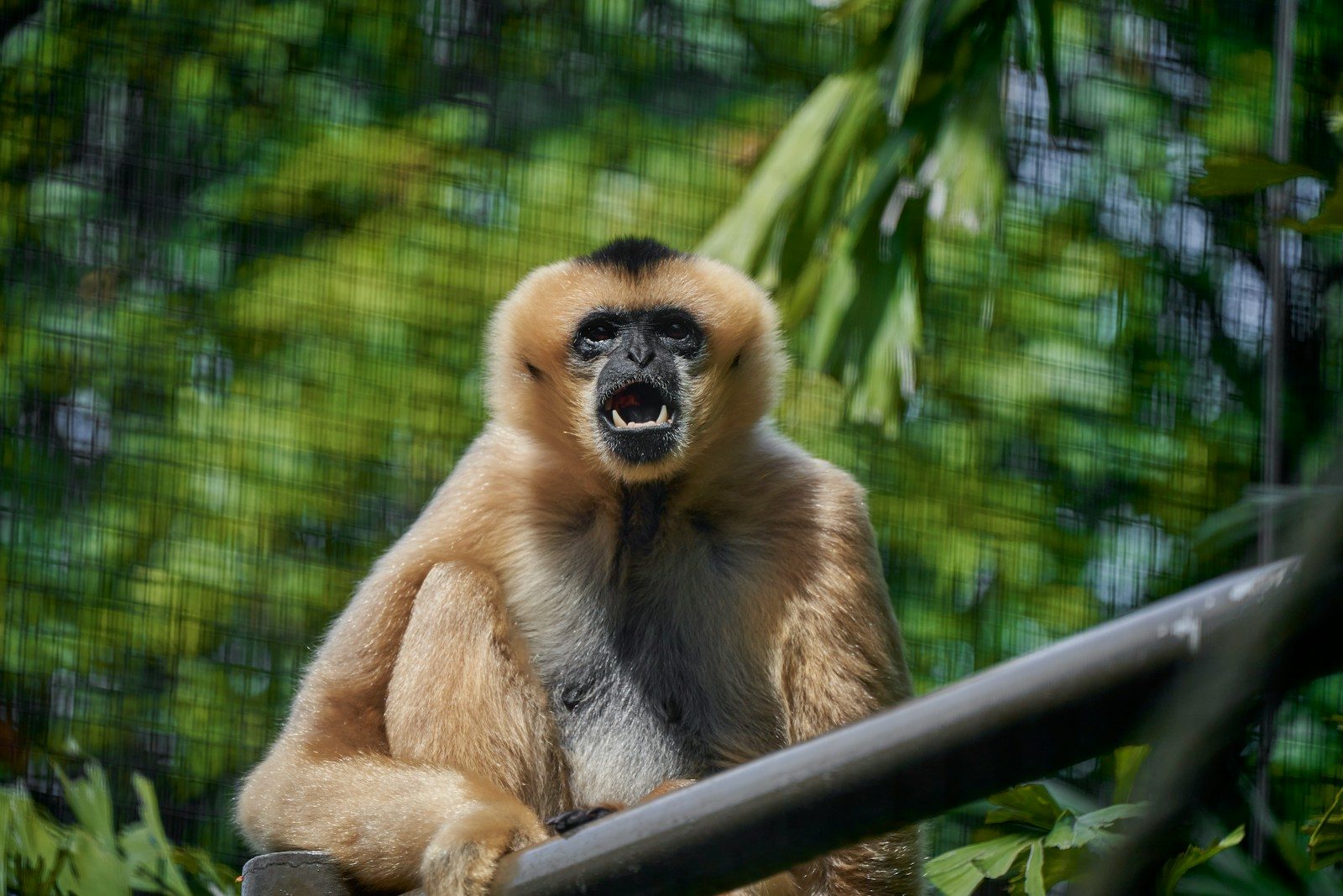 a brown and black monkey sitting on top of a tree