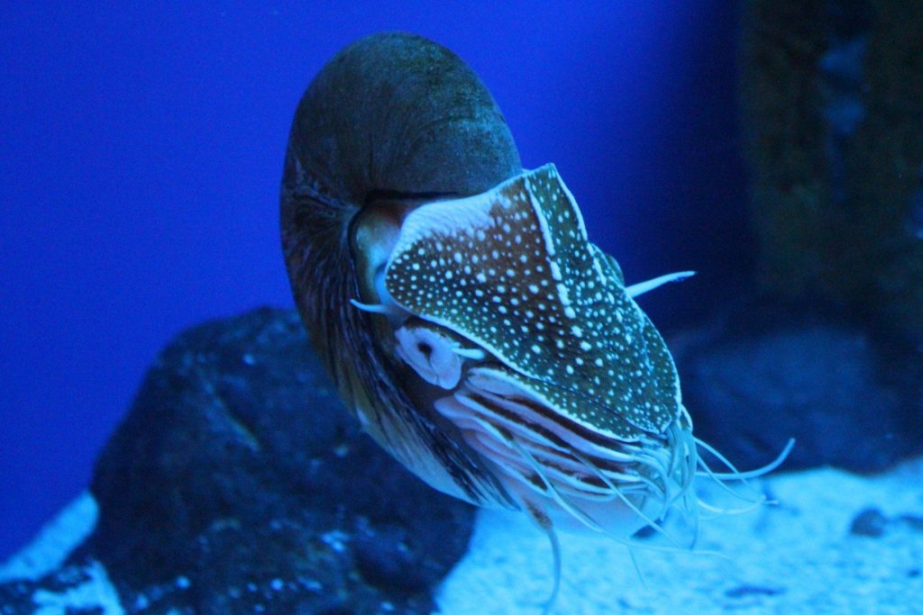 white and brown sea creature