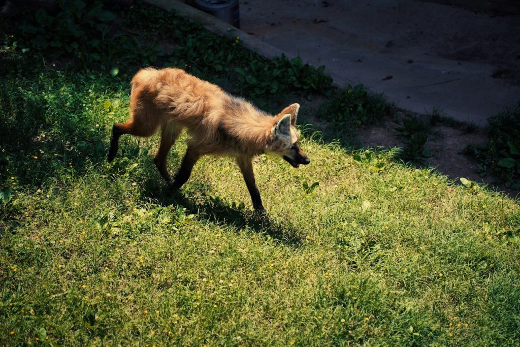 A maned wolf walks on a grassy hill.