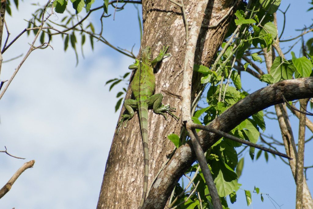 Green iguana climbing up a tree trunk.