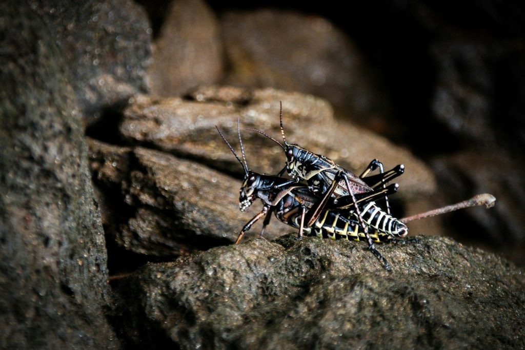 a close up of a bug on a rock
