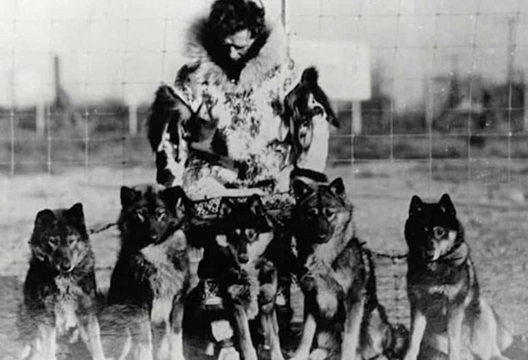 150 Dogs Raced 260 Miles to Save Nome From Epidemic
