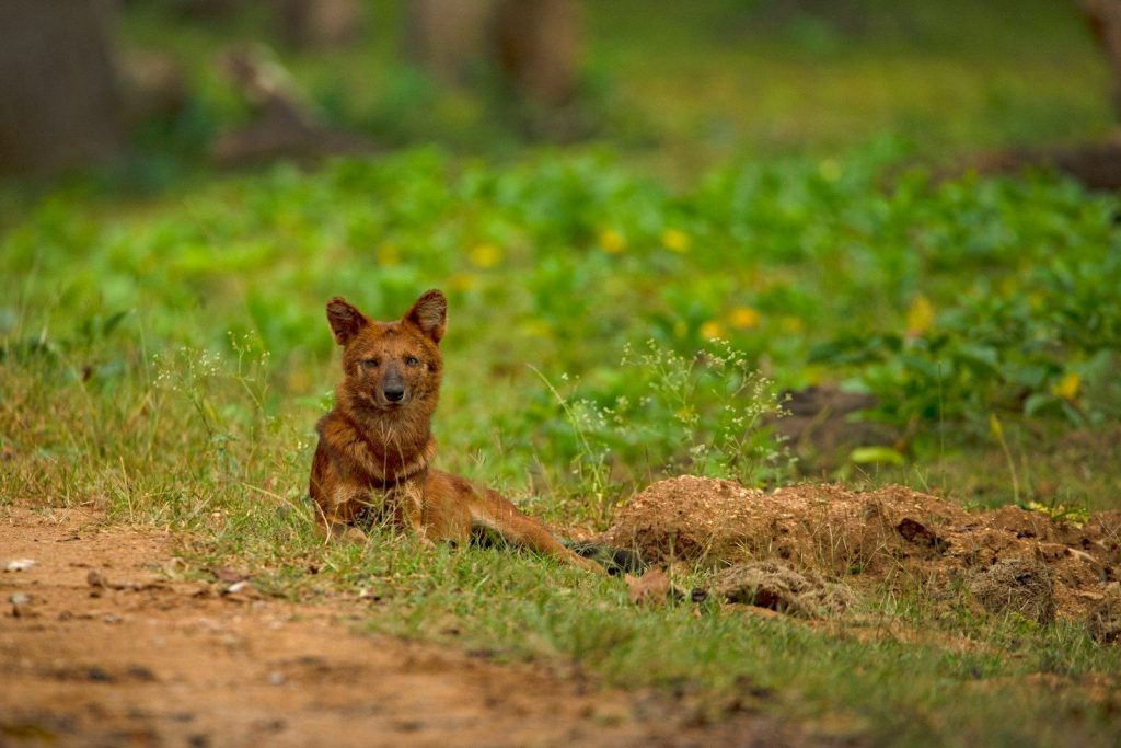 a fox sitting in the grass