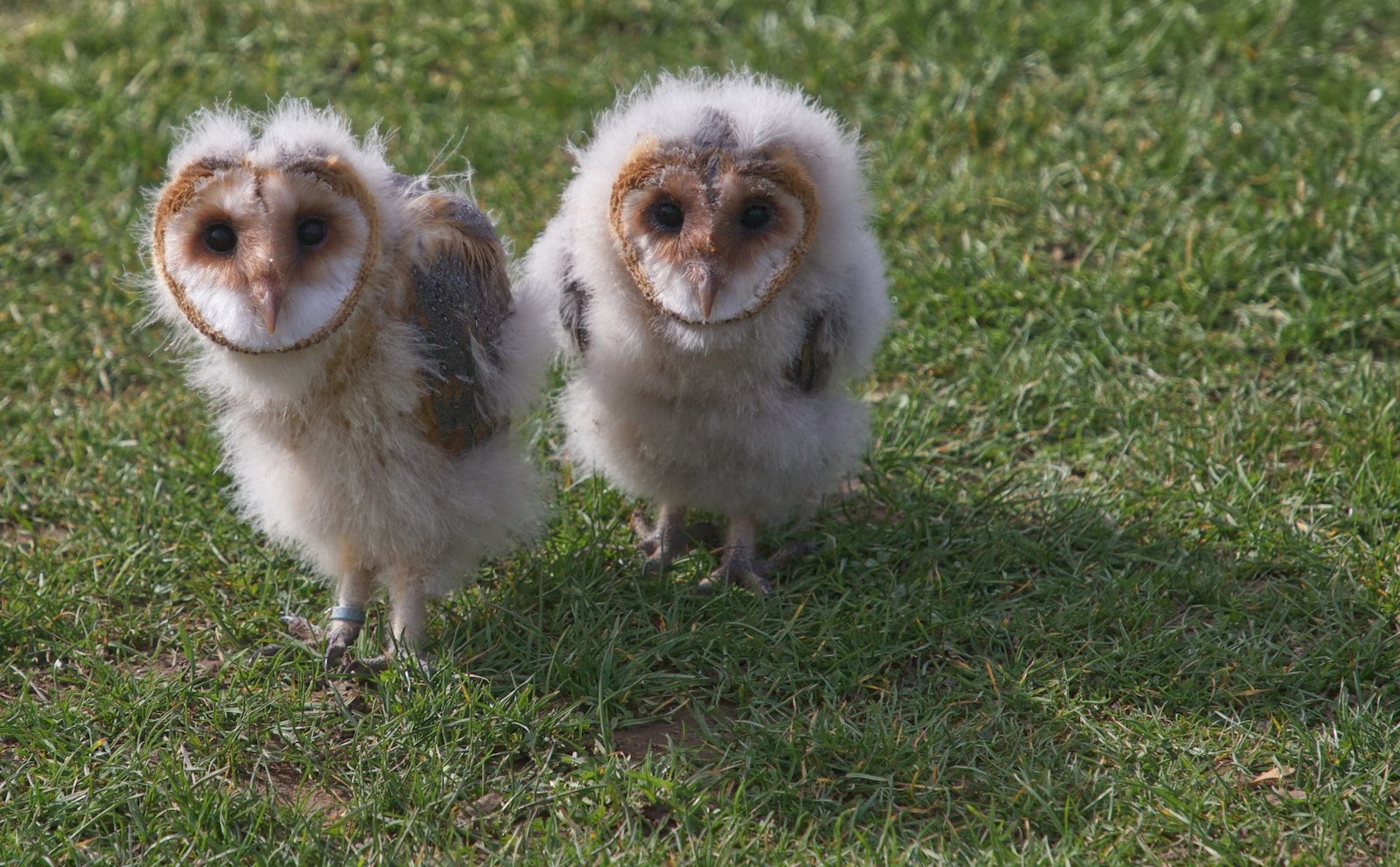two white-and-brown owls