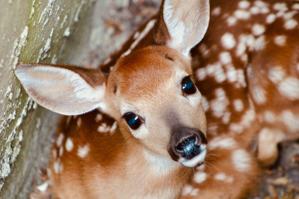 a baby deer laying down next to a tree