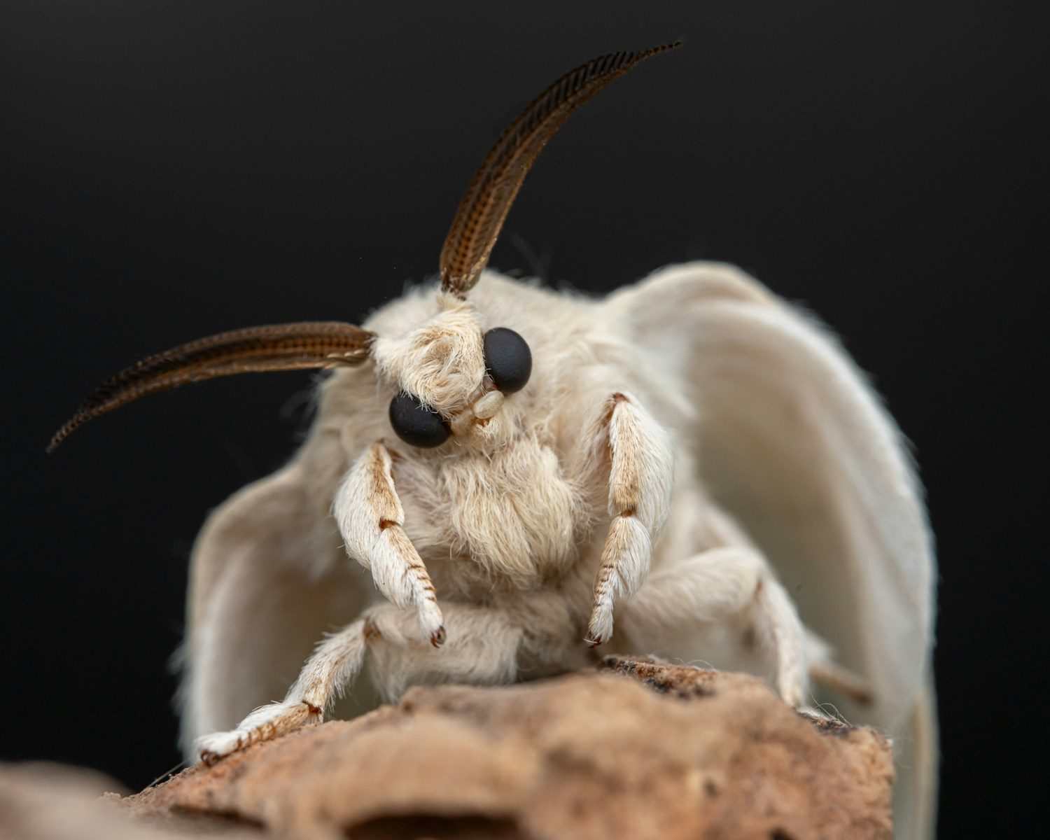 A close up of a bug on a piece of wood