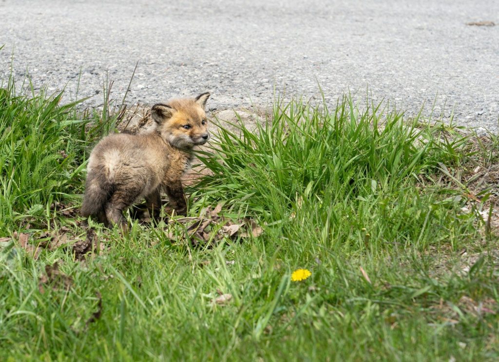 a fox in the grass