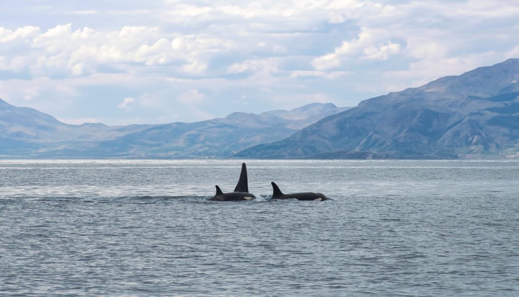 two orca whales swimming in the ocean with mountains in the background