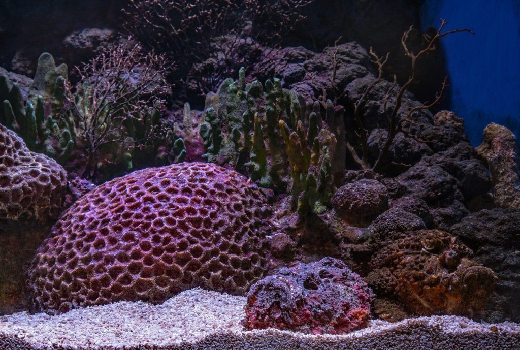 pink corals