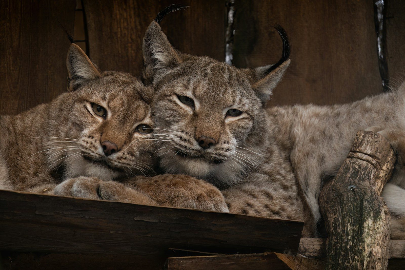 a group of wild cats lying on a wooden surface