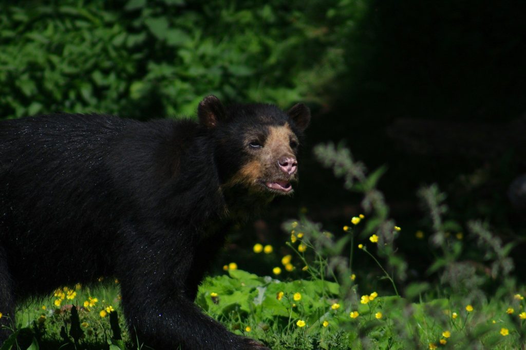 a black bear walking through a lush green forest