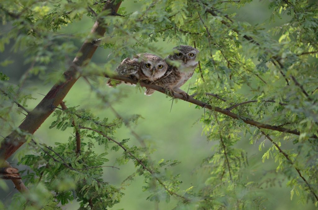 white and black owl on brown tree branch during daytime