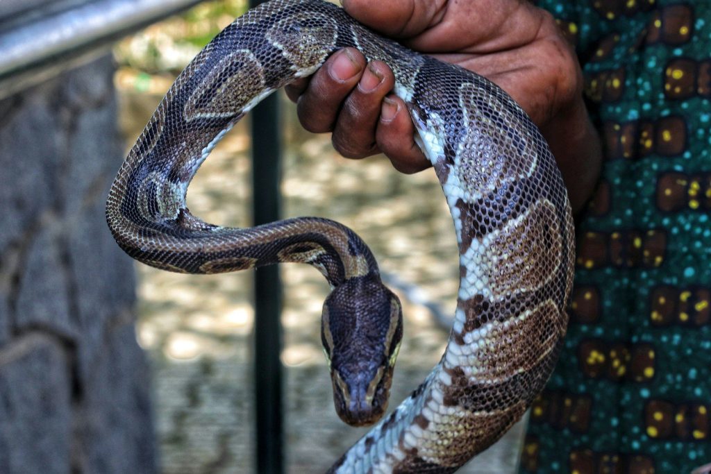 A person holds a coiled snake with a patterned body.