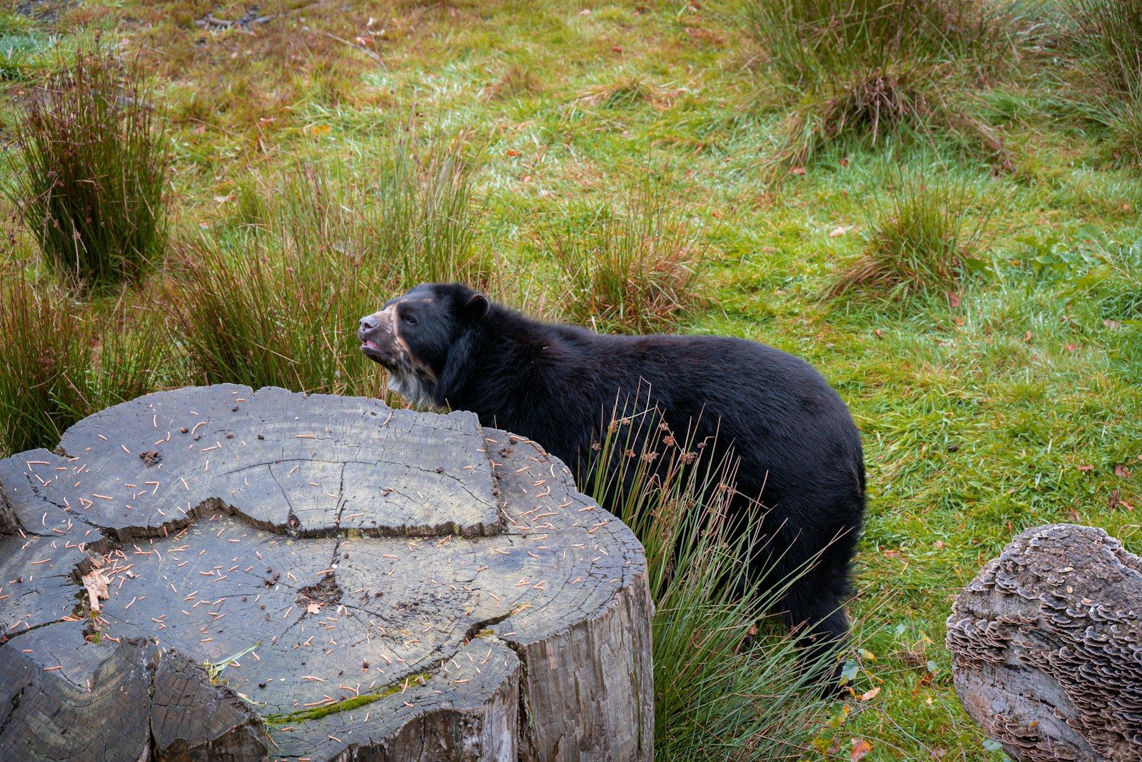 A black bear with white markings on its face.