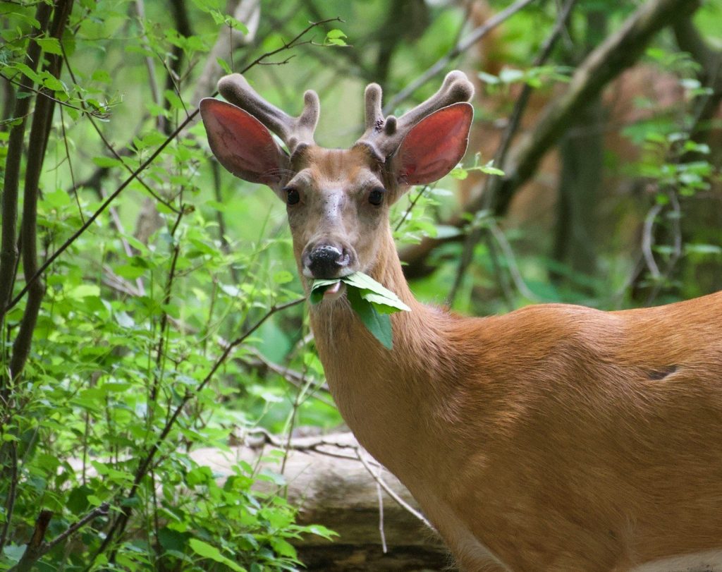 brown deer on green grass during daytime